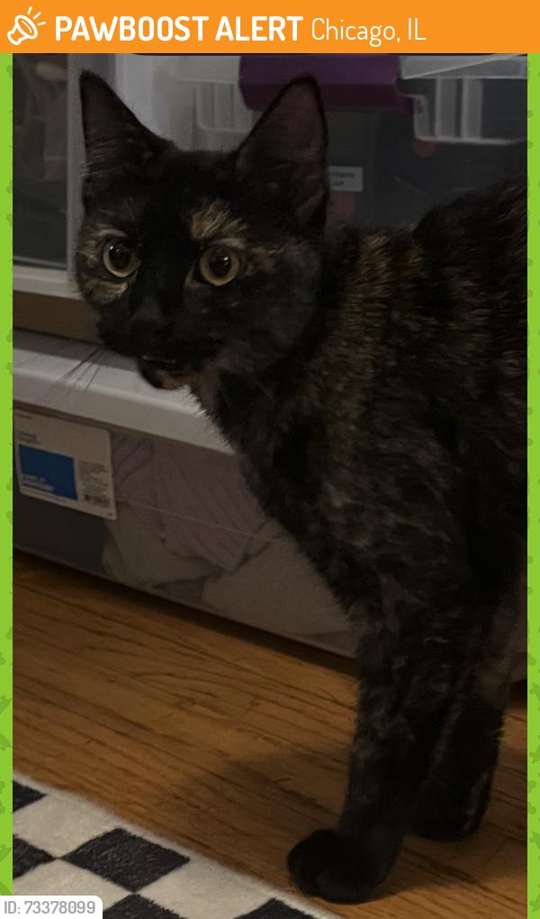 Found/Stray Female Cat last seen Ainslie and Lawndale, Chicago, IL 60625