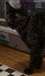 Found/Stray Female Cat last seen Ainslie and Lawndale, Chicago, IL 60625