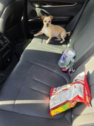 Lost Male Dog last seen 2 mile between Holland and conway, Mission, TX 78574
