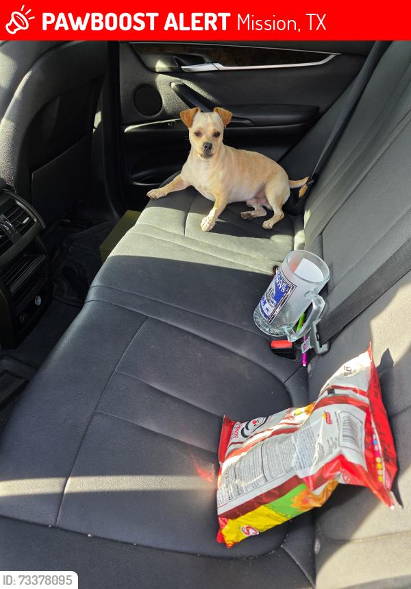 Lost Male Dog last seen 2 mile between Holland and conway, Mission, TX 78574
