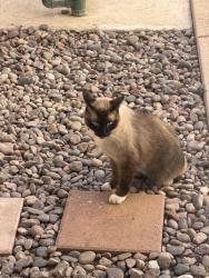 Found/Stray Unknown Cat last seen Fullerton and Placentia, Fullerton, CA 92831