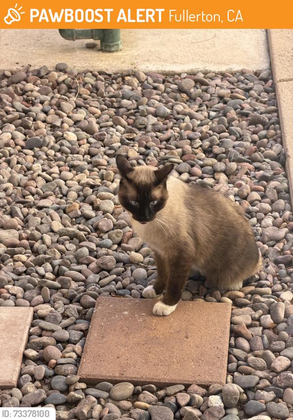 Found/Stray Unknown Cat last seen Fullerton and Placentia, Fullerton, CA 92831