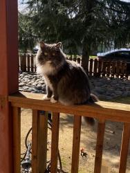 Lost Female Cat last seen West street, Redding, CA 96001