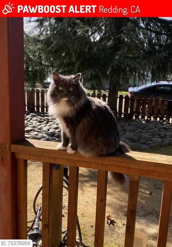 Lost Female Cat last seen West street, Redding, CA 96001