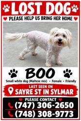 Lost Female Dog last seen Sayre st and glenoaks ave, Los Angeles, CA 91342