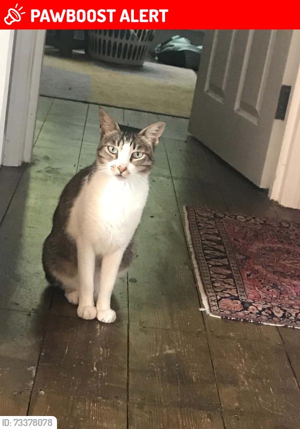 Lost Female Cat last seen Boyne hill area, Berkshire, England SL6 4DA