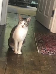 Lost Female Cat last seen Boyne hill area, Berkshire, England SL6 4DA