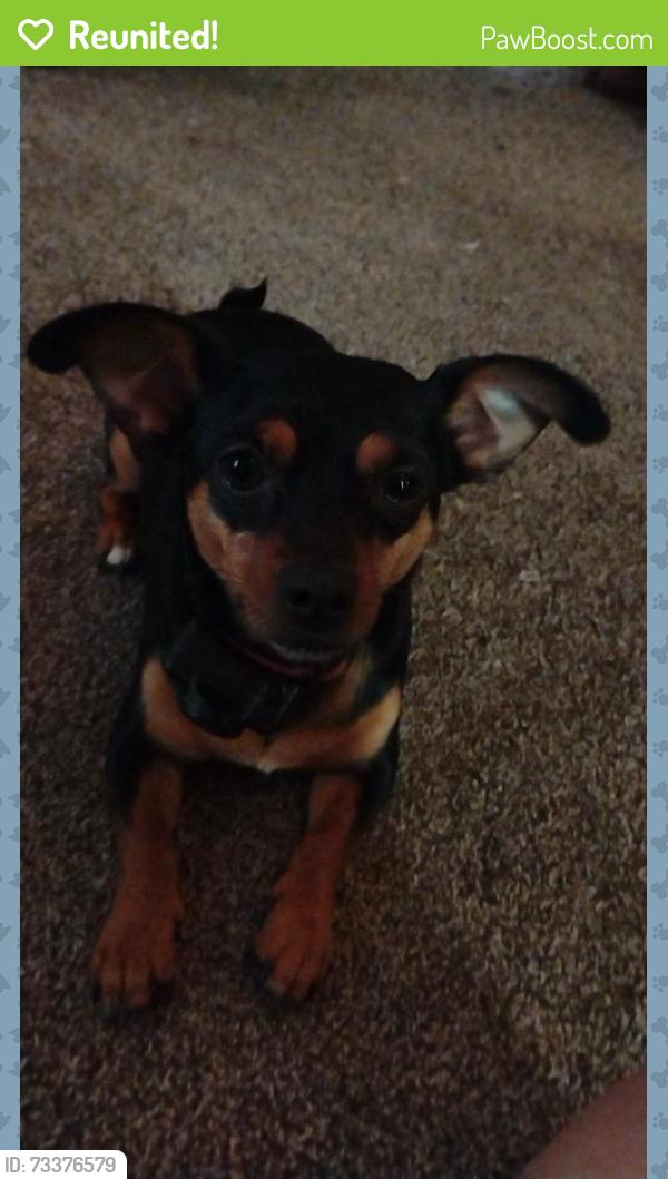 Reunited Female Dog last seen White Springs Drive, Spartanburg, SC 29302