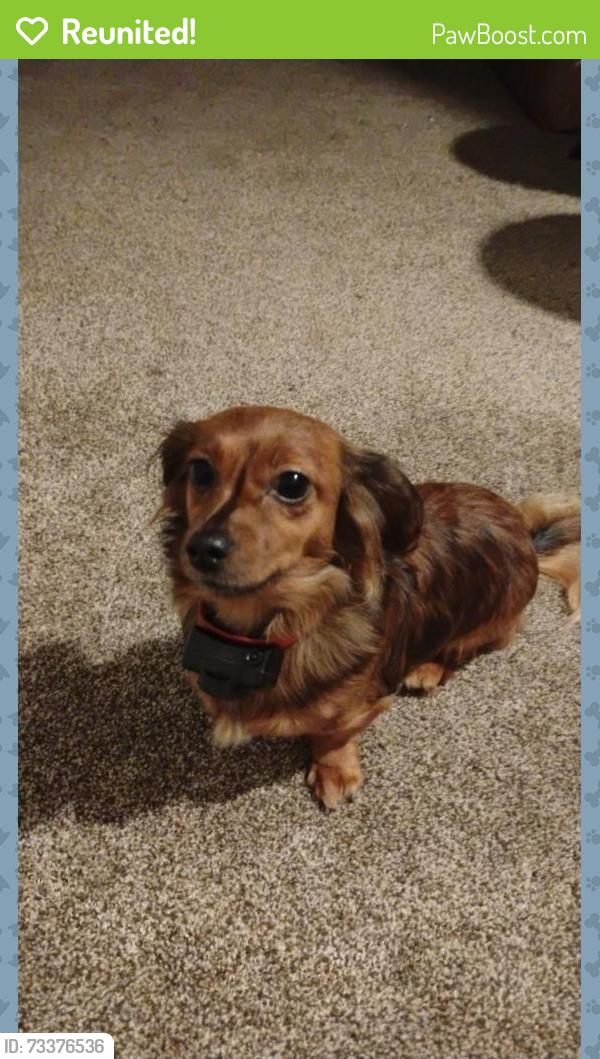 Reunited Female Dog last seen White Springs Drive, Spartanburg, SC 29302