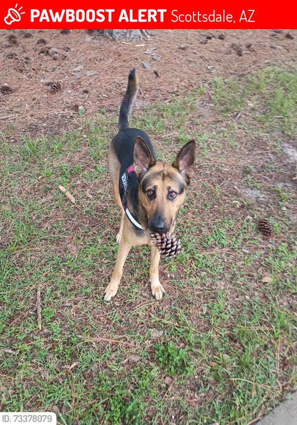 Lost Female Dog last seen Near sandalwood, Scottsdale, AZ 85250