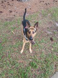 Lost Female Dog last seen Near sandalwood, Scottsdale, AZ 85250
