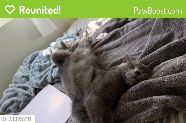 Reunited Male Cat last seen Manor way, Lynnwood, WA 98087