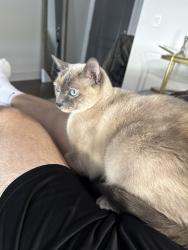 Lost Female Cat last seen Next to memorial highschool, at avalon frisco north, Frisco, TX 75033