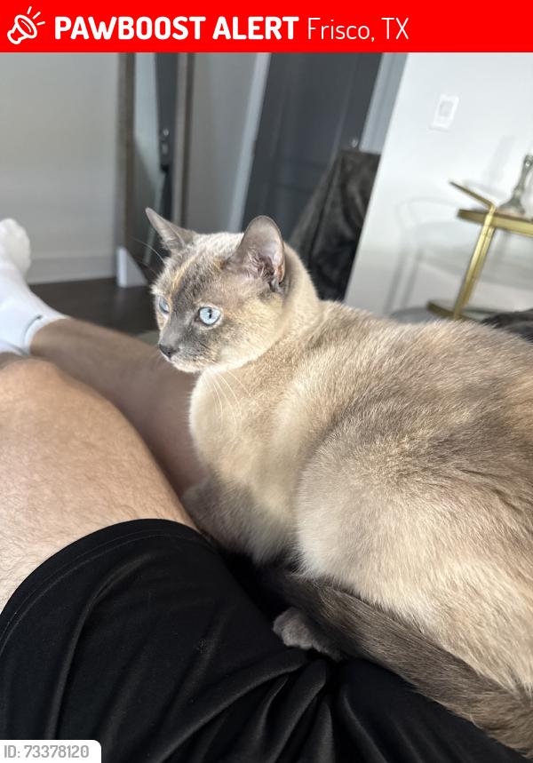 Lost Female Cat last seen Next to memorial highschool, at avalon frisco north, Frisco, TX 75033