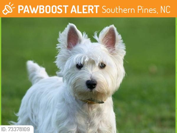 Found/Stray Unknown Dog last seen Midland Road, Southern Pines, NC, west of Knoll Road, headed north, Southern Pines, NC 28387
