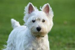 Found/Stray Unknown Dog last seen Midland Road, Southern Pines, NC, west of Knoll Road, headed north, Southern Pines, NC 28387