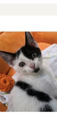 Reunited Male Cat last seen Sailfish Road and IR Blvd, Vero Beach, FL 32960