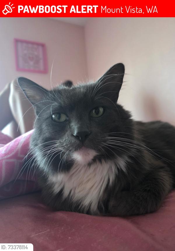Lost Male Cat last seen NE 158th and 28th Parkway Easy neighborhood, Mount Vista, WA 98686