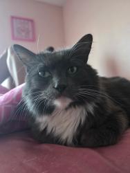 Lost Male Cat last seen NE 158th and 28th Parkway Easy neighborhood, Mount Vista, WA 98686