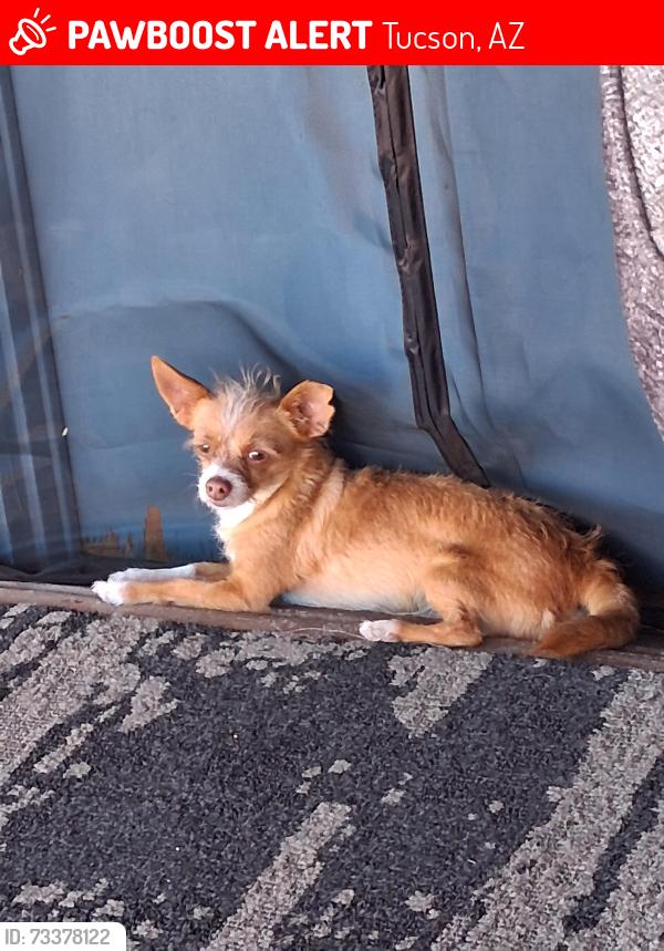 Lost Male Dog last seen Alvernon and Grant, Tucson, AZ 85712