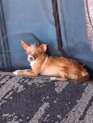 Lost Male Dog last seen Alvernon and Grant, Tucson, AZ 85712