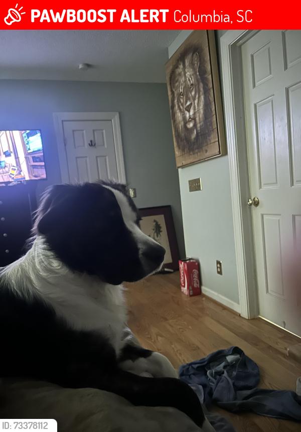 Lost Male Dog last seen Barbara drive and two notch, Columbia, SC 29223