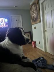 Lost Male Dog last seen Barbara drive and two notch, Columbia, SC 29223