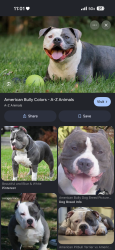 Found/Stray Unknown Dog last seen He looked like the dog in the picture but i was unable to get a photo because I was driving in an uber. He was seen out front of the Jehovah’s witness kingdom hall walking into the direct of the wawa., Philadelphia, PA 19153