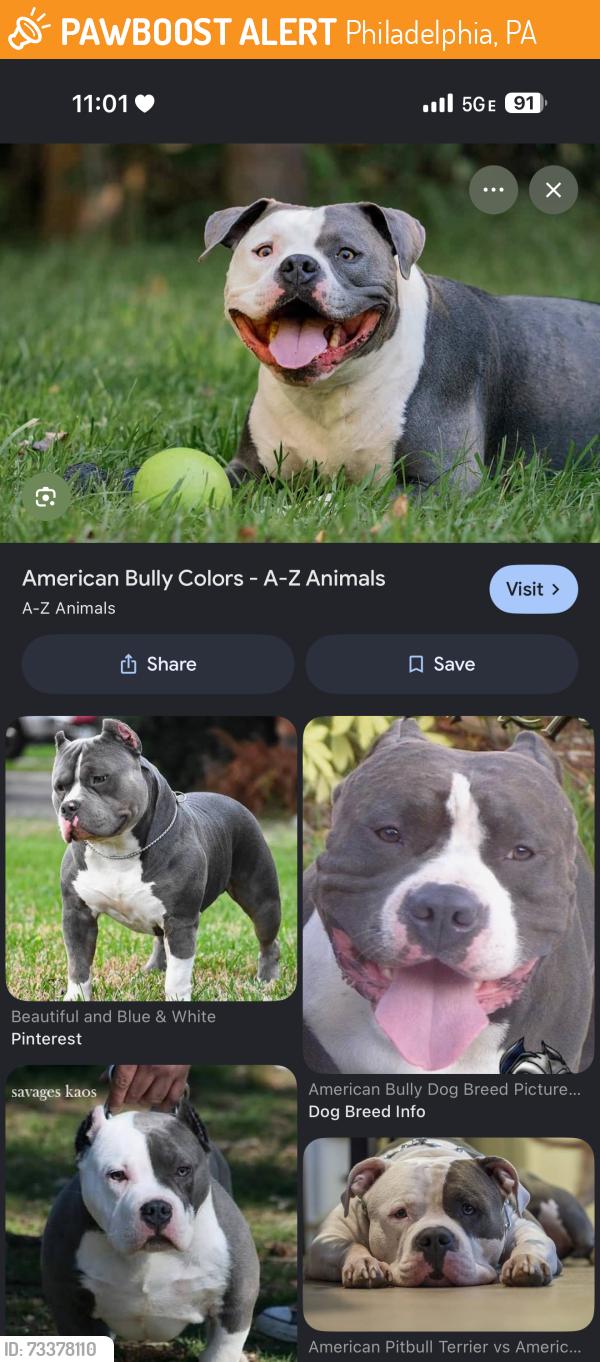 Found/Stray Unknown Dog last seen He looked like the dog in the picture but i was unable to get a photo because I was driving in an uber. He was seen out front of the Jehovah’s witness kingdom hall walking into the direct of the wawa., Philadelphia, PA 19153