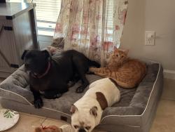 Reunited Male Cat last seen Schroeder, Houston, TX 77070