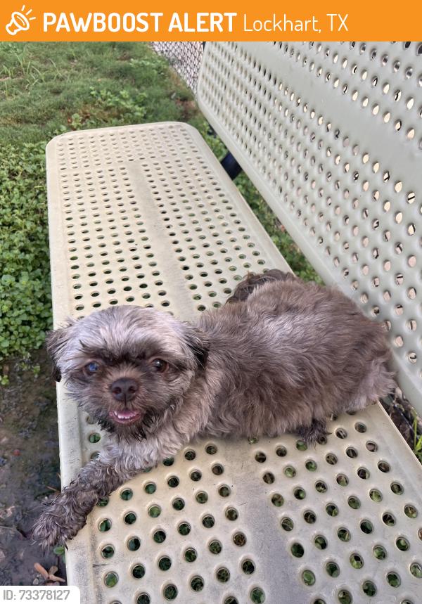 Found/Stray Male Dog last seen W San Antonio St, Lockhart, TX 78644