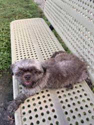 Found/Stray Male Dog last seen W San Antonio St, Lockhart, TX 78644