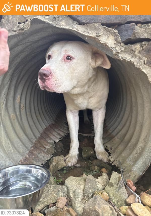 Found/Stray Unknown Dog last seen Forrest hill Irene, Collierville, TN 38125