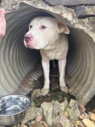 Found/Stray Unknown Dog last seen Forrest hill Irene, Collierville, TN 38125