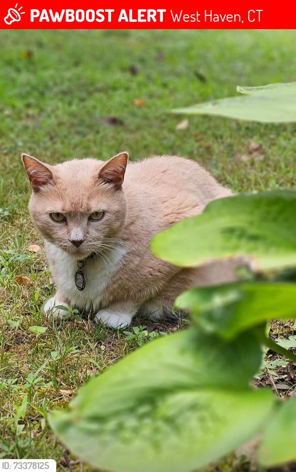 Lost Male Cat last seen Bassett Str/ Graham Manor Rd, West Haven, CT 06516