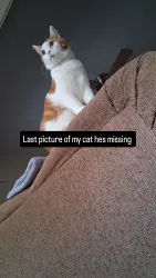 Lost Male Cat last seen Innit st, Staten Island, NY 10302