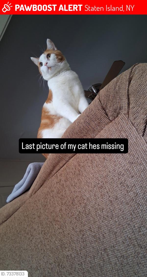 Lost Male Cat last seen Innit st, Staten Island, NY 10302