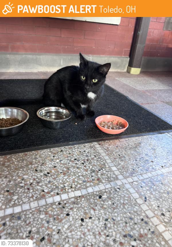 Found/Stray Male Cat last seen Scottwood and floyd, Toledo, OH 43620