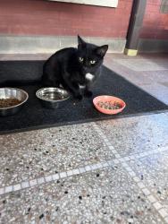 Found/Stray Male Cat last seen Scottwood and floyd, Toledo, OH 43620