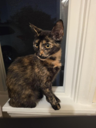 Found/Stray Female Cat last seen 67th Street and Hyde Park Blvd, Inglewood, CA 90302