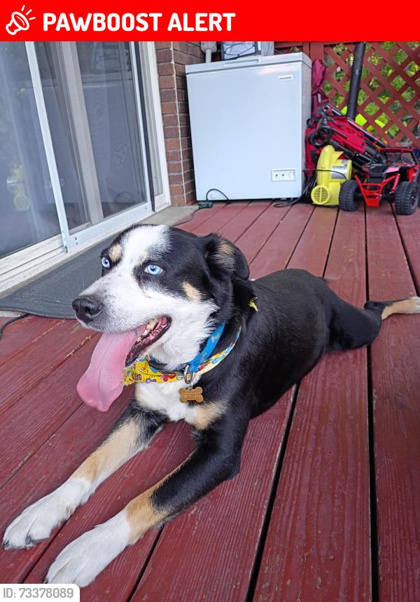 Lost Male Dog last seen Siesta Dr, Cottonwood Heights, UT 84093