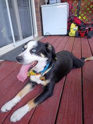 Lost Male Dog last seen Siesta Dr, Cottonwood Heights, UT 84093