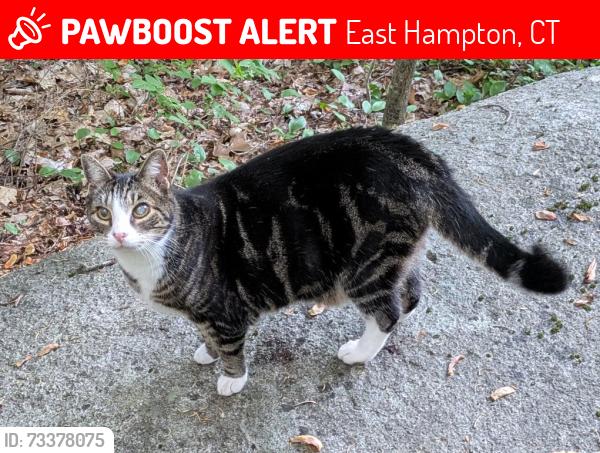 Lost Male Cat last seen Last seen in the area of Flanders/Daly/Bear Swamp Road area, East Hampton, CT 06424