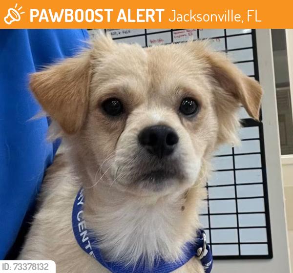 Found/Stray Unknown Dog last seen Unknown, Jacksonville, FL 32255