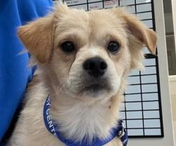 Found/Stray Unknown Dog last seen Unknown, Jacksonville, FL 32255