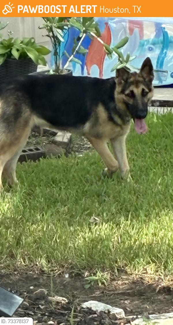 Found/Stray Female Dog last seen Near carmine glen drive houston,texas 77049, Houston, TX 77049