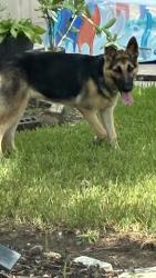 Found/Stray Female Dog last seen Near carmine glen drive houston,texas 77049, Houston, TX 77049