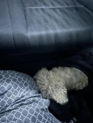 Reunited Unknown Dog last seen Holt, Ontario, CA 91761