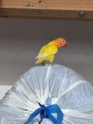 Found/Stray Unknown Bird last seen Brown Road Lindsey Road, Mesa, AZ 85213