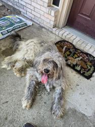 Reunited Unknown Dog last seen Near carson trail, Grand Prairie TX 75052, Grand Prairie, TX 75052